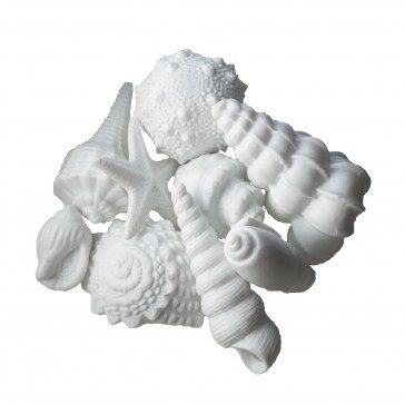 S/9 Porcelain Sea Shells - Assorted