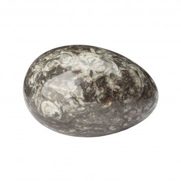 Petrified Egg